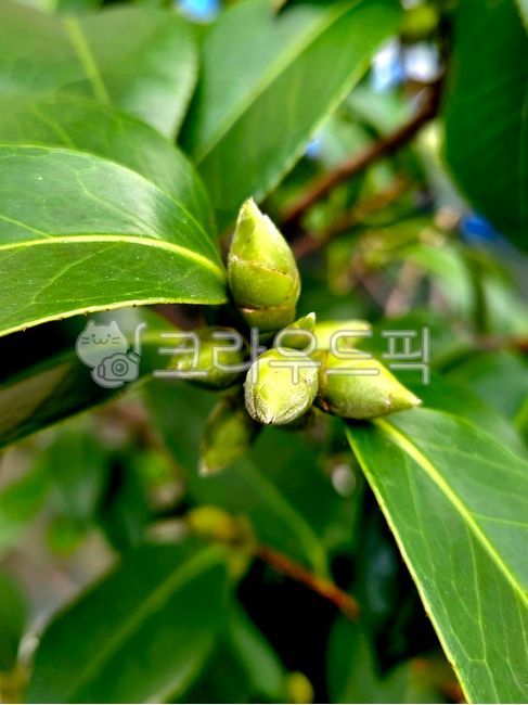 꽃,봉우리,꽃보우리,아침식물,초록잎