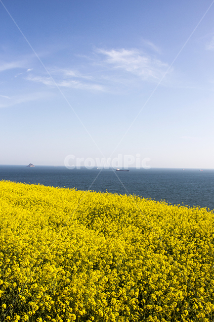 유채꽃,유채,바다,꽃,봄,봄꽃,하늘,구름,봄,계절,spring,season,자연,풍경,nature,landscape,outdoors,옥외,grassland,목초지,field,들,meadow,farm,농장,rural,농촌
