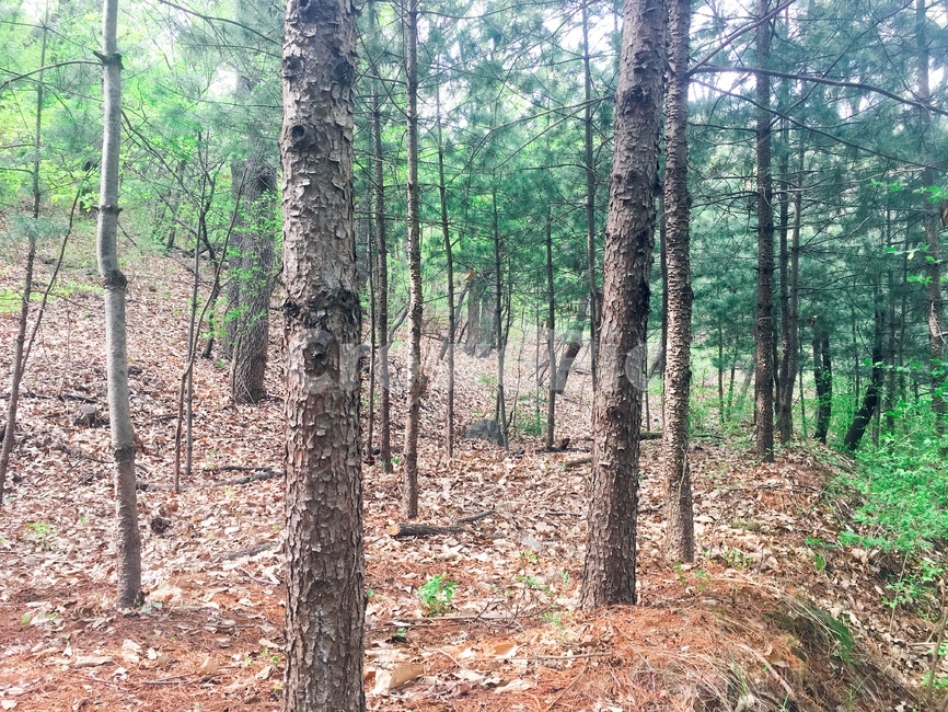 산,나무,소나무,등산,풍경,초록