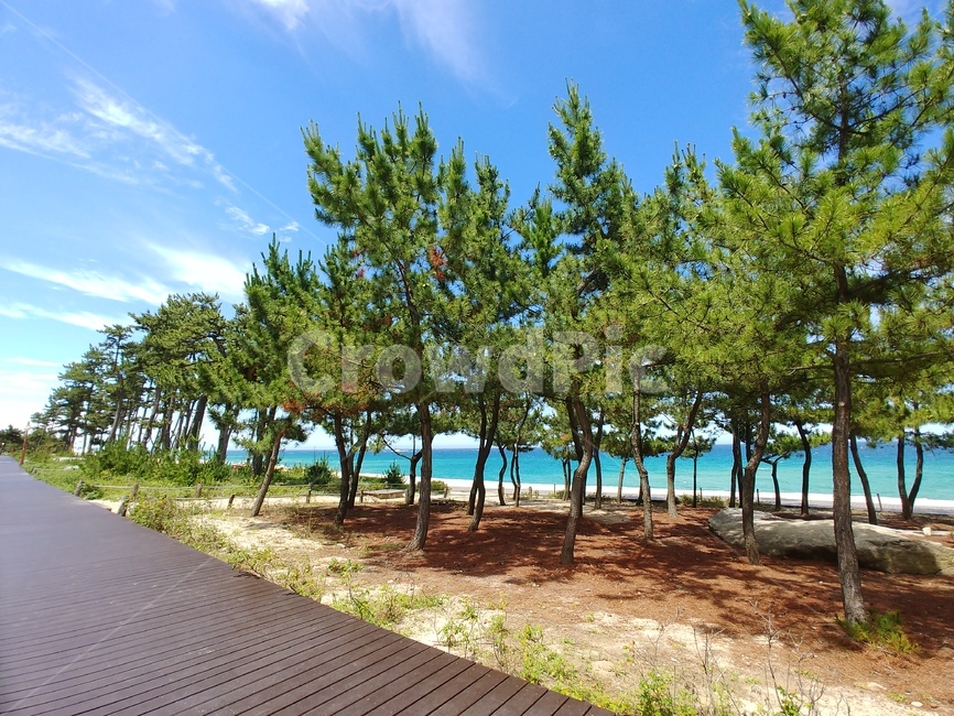 강원도,바다,솔밭,데크,소나무향,자연,풍경,nature,landscape,식물,plants,나무,trees,wood,summer,여름,tree,plant