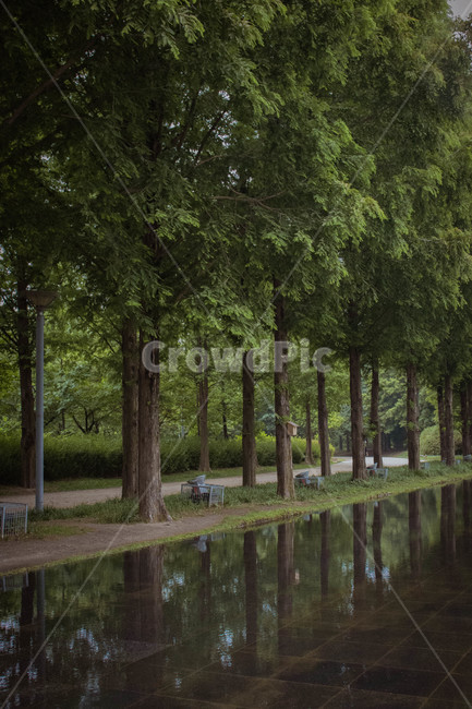 tree,나무,outdoors,옥외,물,reflection,water,반영,서울숲,자연,풍경,nature,landscape