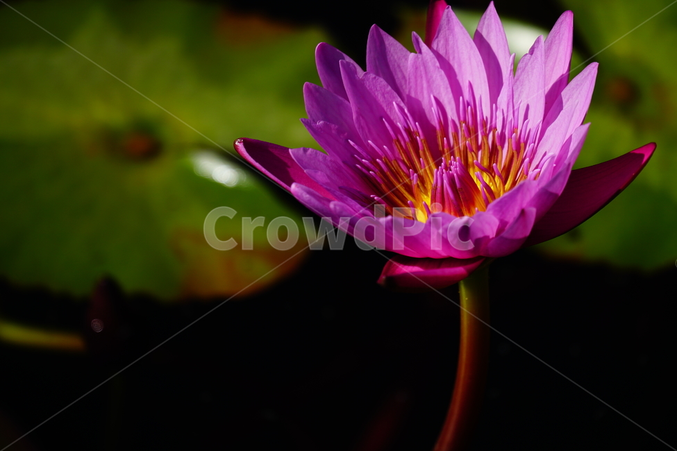수련,연꽃,여름꽃,플라워,flower,lotus,waterlily,pondlìly,식물,자연,plant,nature,연못,연잎,연꽃잎,꽃,수생식물,pond,수중식물,여름,summer