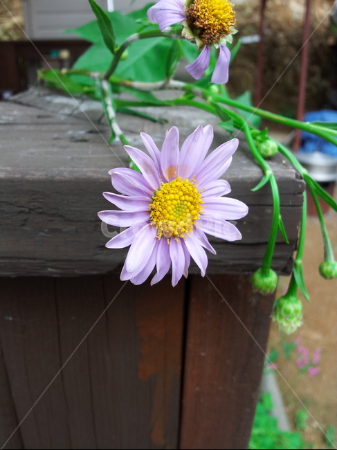 plant,식물,pollen,화분,꽃,개미취