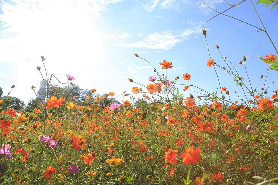 식물,꽃,가을,코스모스,plant,가을,계절,fall,autumn,season,식물,자연,plants,nature,꽃,flower