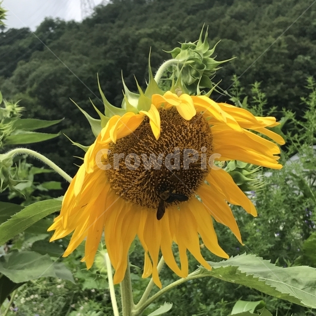 해바라기,해바래기,향일화,규화,Sunflower,벌,국화과,한해살이풀,HelianthusannuusL,씨앗식물,Seed,도란형,식용,기름,식재,식물,노란꽃,꽃,Flower,식물,자연,plants,nature,꽃,flower,동물,animal,곤충,벌레,insect,bug