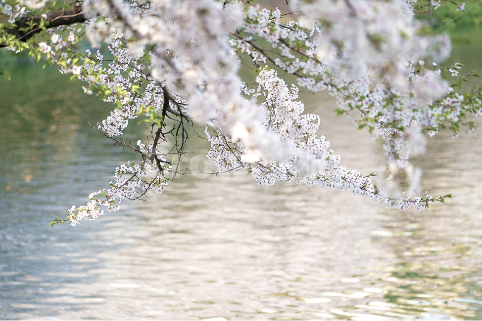 봄,벚꽃,호수,자연,풍경,봄,계절,spring,season,식물,자연,plants,nature,꽃,flower,감성,sensible,feeling,휴식,힐링,rest,relaxation,healing,plant,cherry blossom,blossom