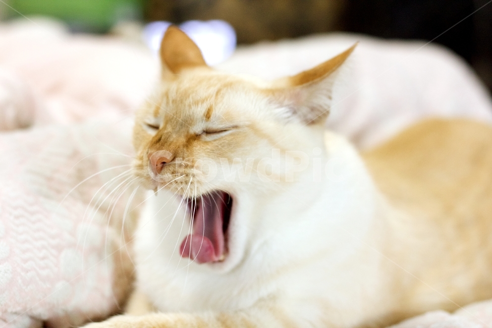 애완동물,pet,cat,고양이,동물,animal,하품,동물,animal,포유류,mammal,고양이,cat,kitten,kitty