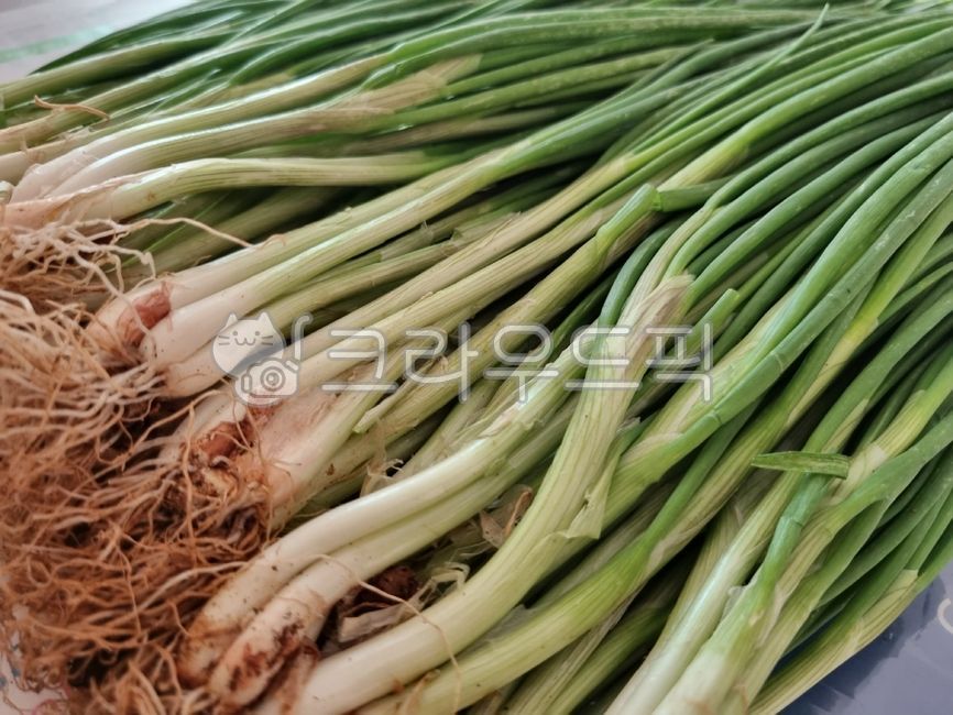 쪽파, chive, 실파, smallgreenonion, 파, 사진,이미지,일러스트,캘리그라피 - 작가 DREAM작가
