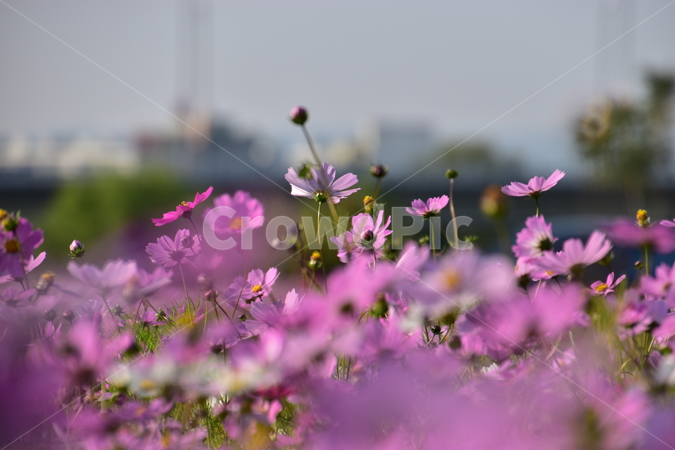 배경,아름다운,자연,꽃,가을,공원,background,beautiful,nature,flower,autumn,park,가을,계절,fall,autumn,season,식물,자연,plants,nature,꽃,flower,plant