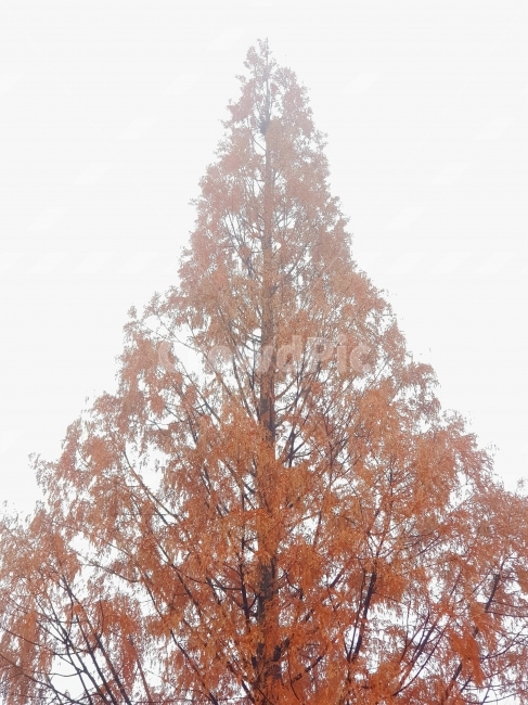나무,겨울나무,붉은색,식물,삼각형,식물,자연,plants,nature,나무,trees,wood