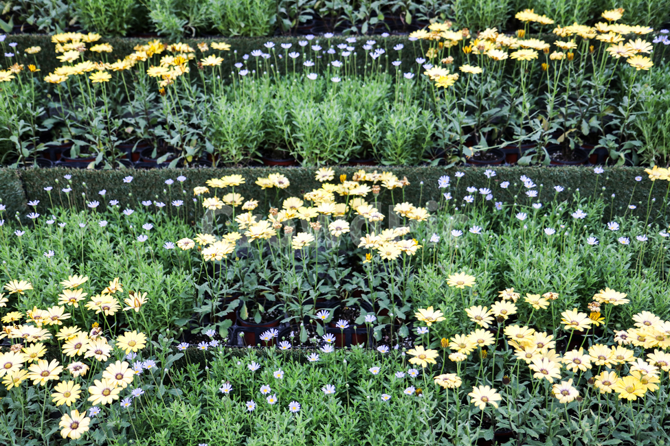 꽃밭,자연,초록,식물,노란꽃,휴식,flower,배경,plant,green,flowergarden,식물,자연,plants,nature,꽃,flower