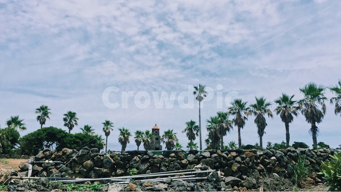 제주도,풍경,나무,여름,하늘,구름,도로변,도로,해안,landscape,jeju,summer,sky,road,자연,풍경,nature,landscape,제주도,jeju,jeju island,tree,plant,식물,arecaceae,Arecaceae,palm tree,야자수