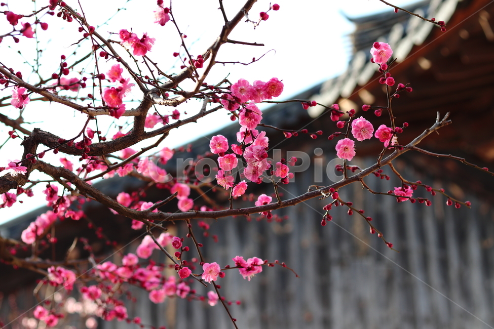 매화,통도사,봄,홍매화,자연,꽃,접사,봄꽃,봄,계절,spring,season,식물,자연,plants,nature,꽃,flower,plant,blossom
