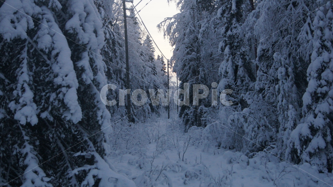 핀란드,로바니에미,산타마을,산타,산타파크,툰드라,겨울,계절,winter,season,자연,풍경,nature,landscape,tree,나무,plant,식물,outdoors,옥외