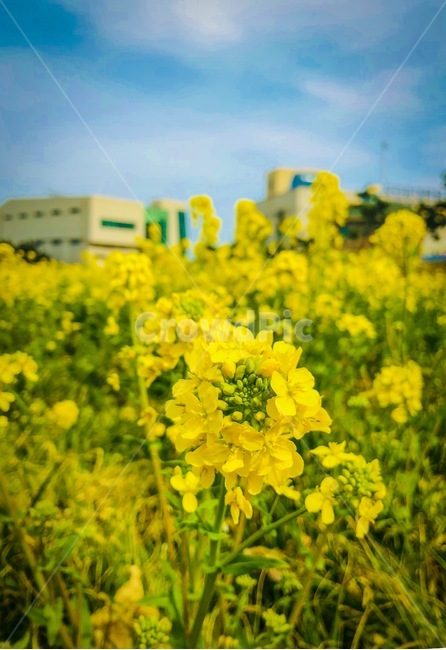 봄,꽃,계절,flower,season,봄,계절,spring,season,식물,자연,plants,nature,꽃,flower,field,들