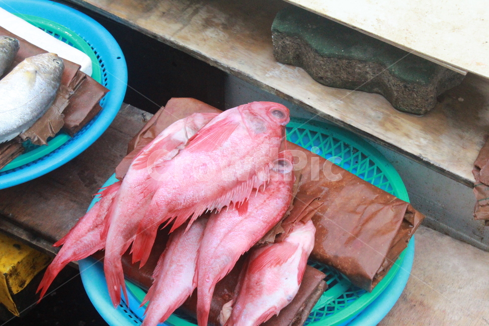생선,시장,빨간생선,해산물,수산시장,음식,식재료,요리,food,cook,meal,dishes,food reserves,수산물,해산물,fishery products,seafood