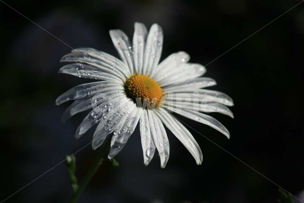 구절초,아침빛,아침햇살,밀양,상쾌,식물,자연,plants,nature,꽃,flower