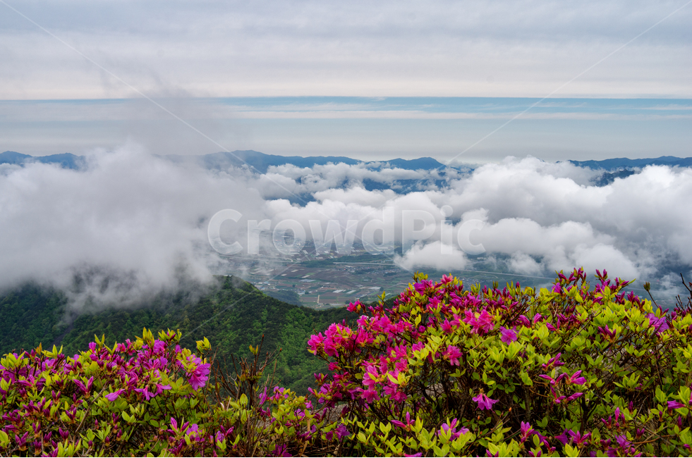 철쭉,운해,봄,사랑,오도산,봄,계절,spring,season,자연,풍경,nature,landscape,한국자연풍경,한국자연경관,korea nature landscape,outdoors,옥외,경치