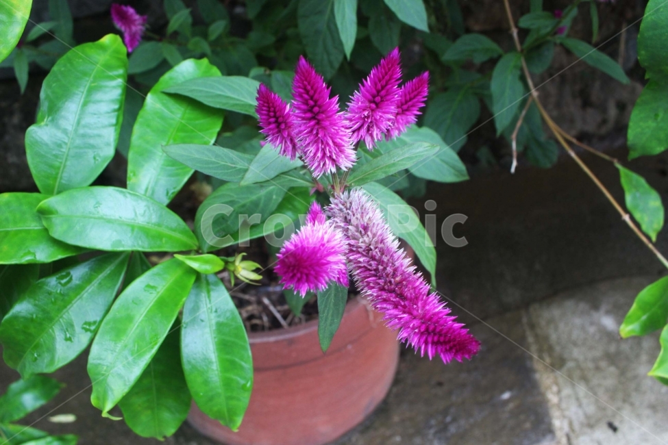 꽃,식물,flower,난,난초,꽃잎,보라색,핑크색,분홍색,화분,잎,초록색,식물,자연,plants,nature,꽃,flower