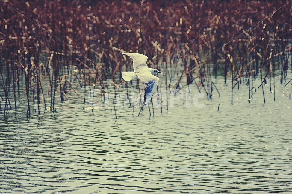 갈매기,seagull,호수,lake,갈대밭,갈대,reed,새,bird,동물,animal,조류,새,birds,감성,sensible,feeling