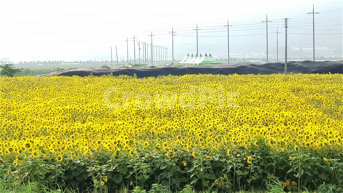 해바라기,꽃,식물,자연,아름다움,태양,sun,가을,여름,계절,plants,season,nature,summer,sunflower