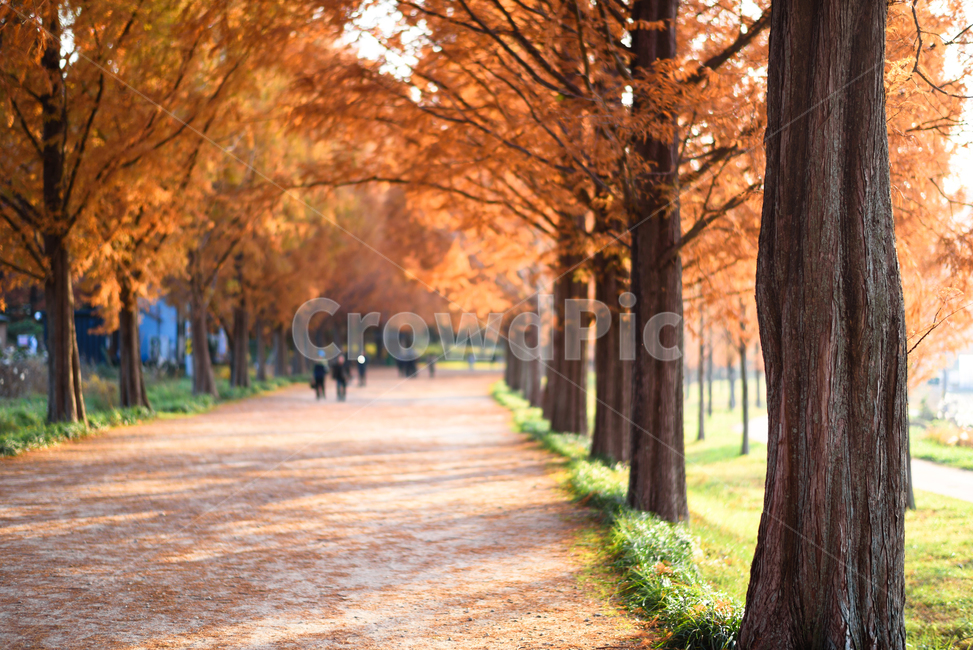 가을,담양,메타세콰이어,단풍,풍경,배경화면,오후빛,가을,계절,fall,autumn,season,자연,풍경,nature,landscape,tree,나무,plant,식물,tree trunk,나무 줄기