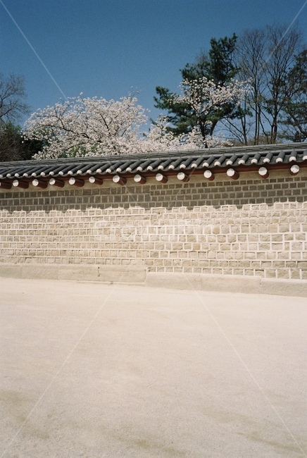 봄,종묘,봄꽃,벚꽃,벚꽃풍경,필름카메라,필름,감성사진,고즈넉,봄종묘,궁,한국랜드마크,오래된궁,오래된길,한국전통,한국문화,korean traditional,korean culture,건축물,건물외관,exterior,building,structure,architecture,construction