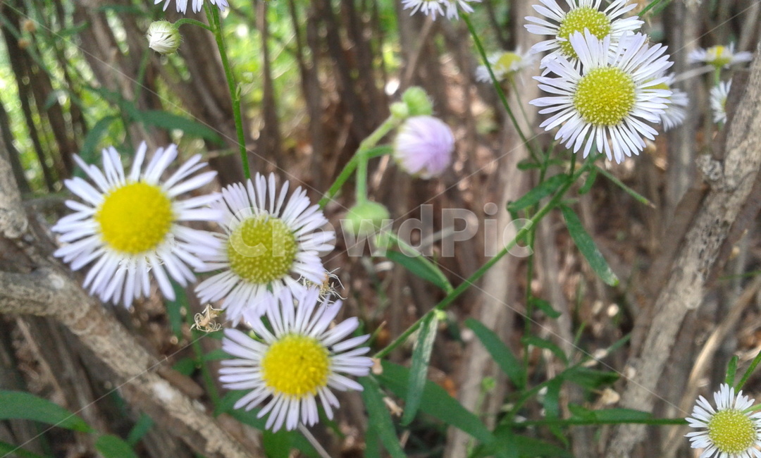 plant,식물,daisy,데이지,flower,꽃,blossom,식물,자연,plants,nature,꽃,flower