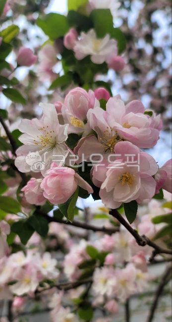 spring,Double cherry blossoms,Cherry Blossom,flower
