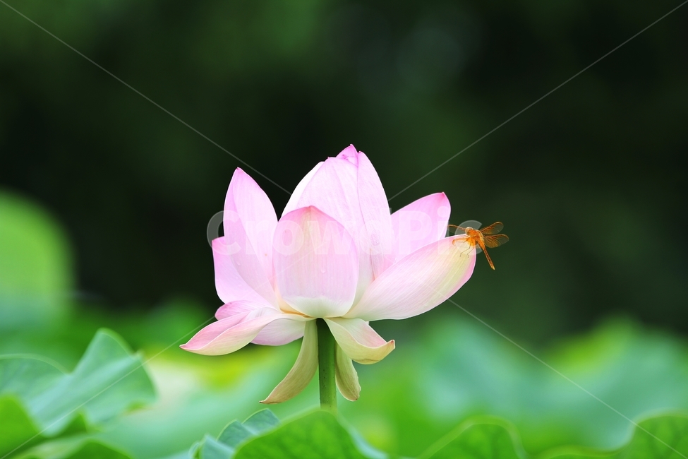 연꽃,홍련,연꽃과잠자리,식물,감성사진,식물,자연,plants,nature,꽃,flower,동물,animal,곤충,벌레,insect,bug