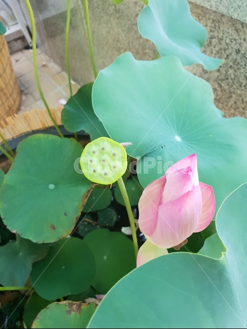 연꽃,분홍,곱다,자연,힐링,식물,자연,plants,nature,꽃,flower