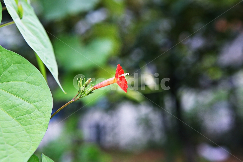 둥근잎유홍초,꽃,잎,넝쿨식물,자연,가을,계절,식물,자연,plants,nature,꽃,flower