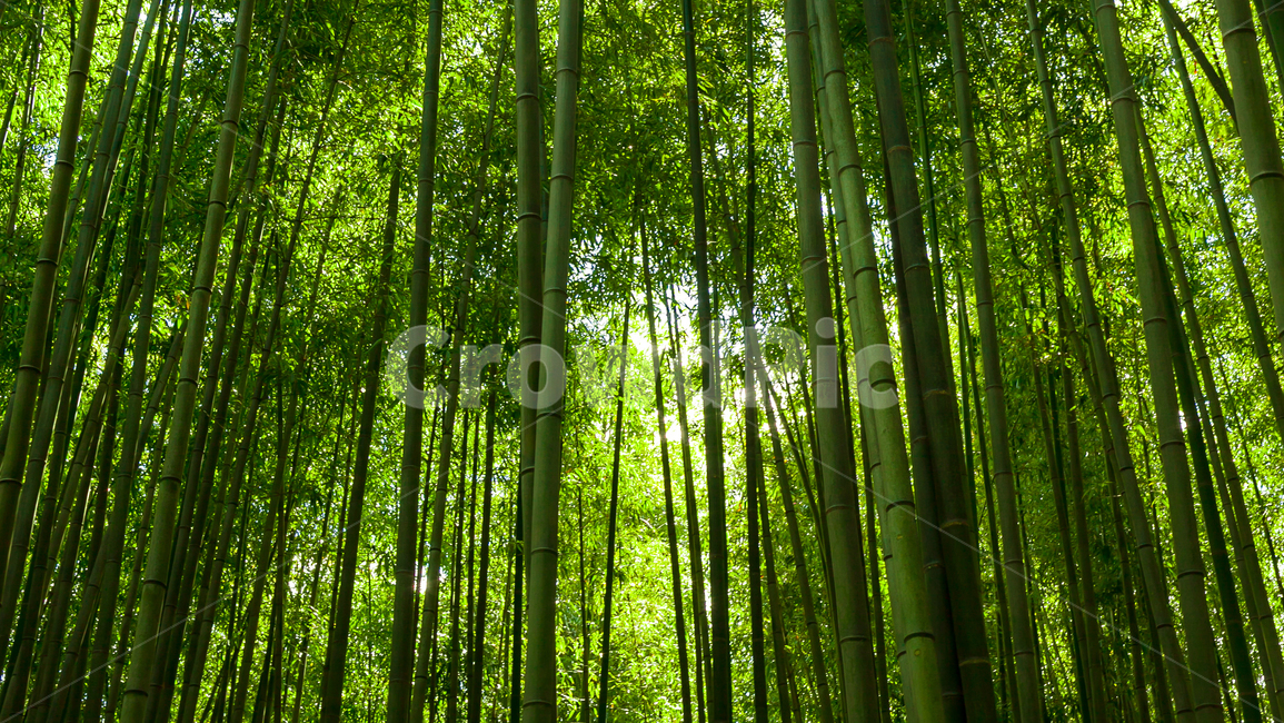 plant,식물,녹색,대나무,큼,green,자연,풍경,nature,landscape