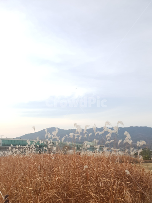배경,벼,바람,하늘,가을