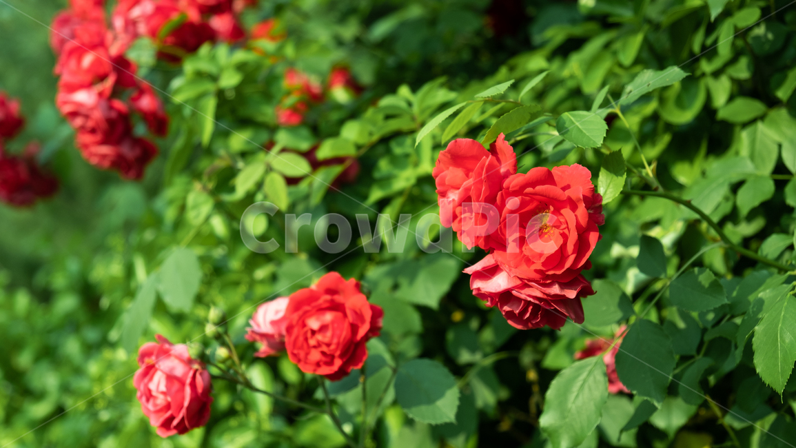 장미,장미꽃,rose,꽃,flower