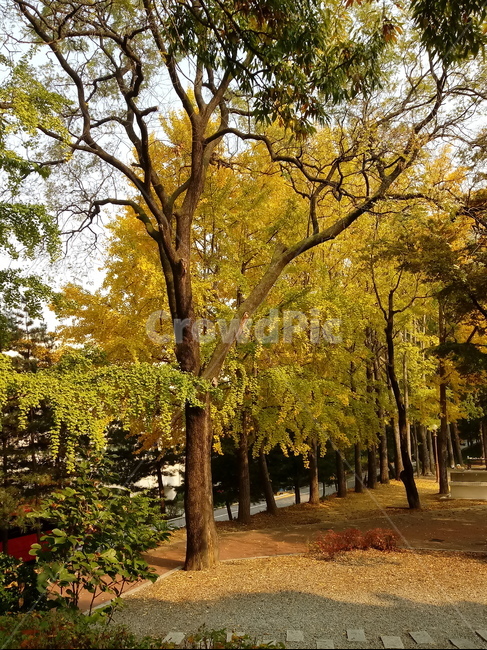 가을,단풍,낙엽,maple,plant,식물,단풍나무,단풍잎,leaf,잎,tree,나무,계절,fallautumnseason,가을단풍,자연,풍경,경치,가을,계절,fall,autumn,season,식물,자연,plants,nature,나무,trees,wood,tree trunk,나무 줄기