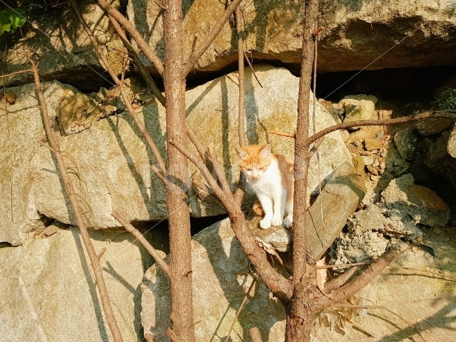 고양이,동물,자연,힐링,가을,반려동물,반려묘,길냥이,전원,전원생활,시골,nature,animal,cat,동물,animal,포유류,mammal,고양이,cat,kitten,kitty