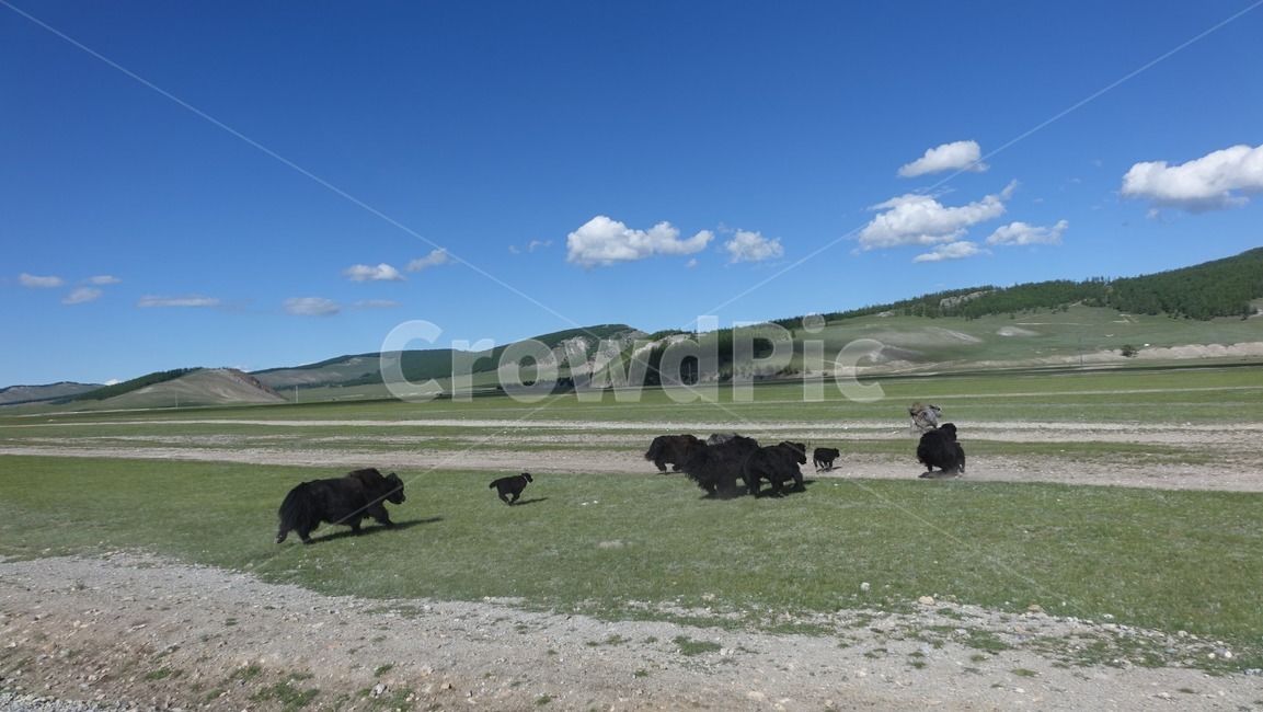 자연,blue,green,하늘,sky,벌판,초원,nature,field,몽골,몽고,MONGOLIA