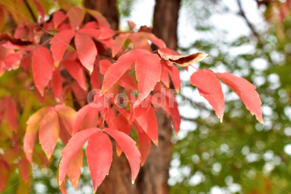 DSLR,붉은색,가을과겨울,색의변화,단풍,가을,계절,fall,autumn,season,식물,자연,plants,nature,plant,leaf,잎,tree,나무
