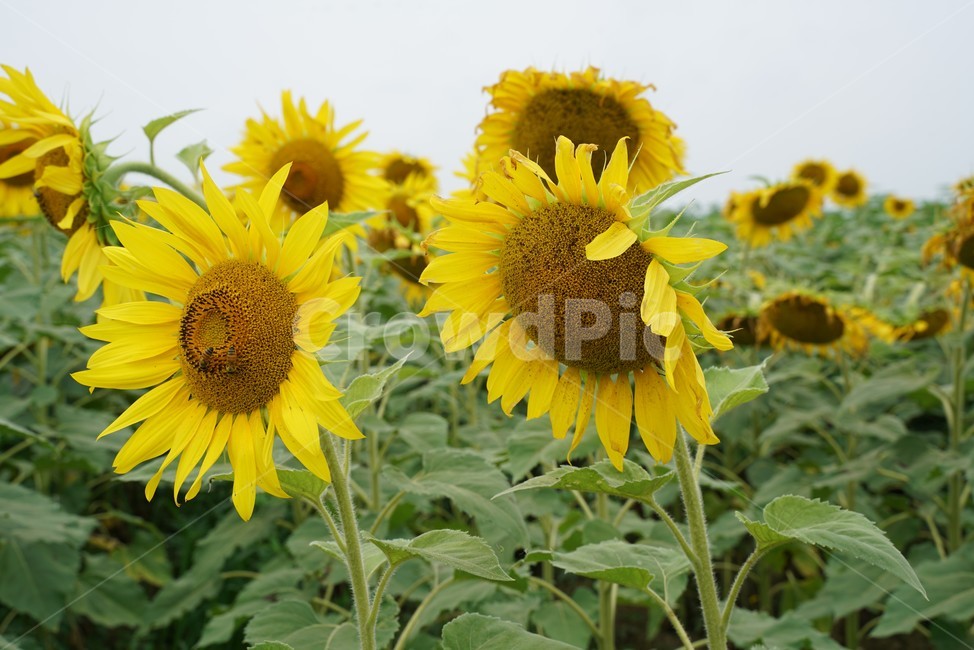 해바라기,국화과,식물,해바라기꽃,두상화,규화,항일화,sunflower,식물,자연,plants,nature,꽃,flower