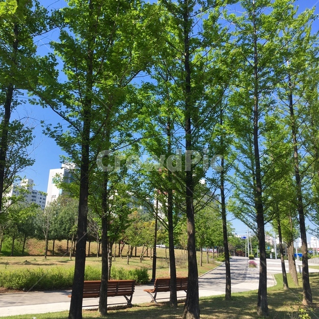 tree,나무,plant,식물,furniture,가구,bench,벤치,treetrunk,나무줄기,숲,식물,자연,plants,nature,나무,trees,wood