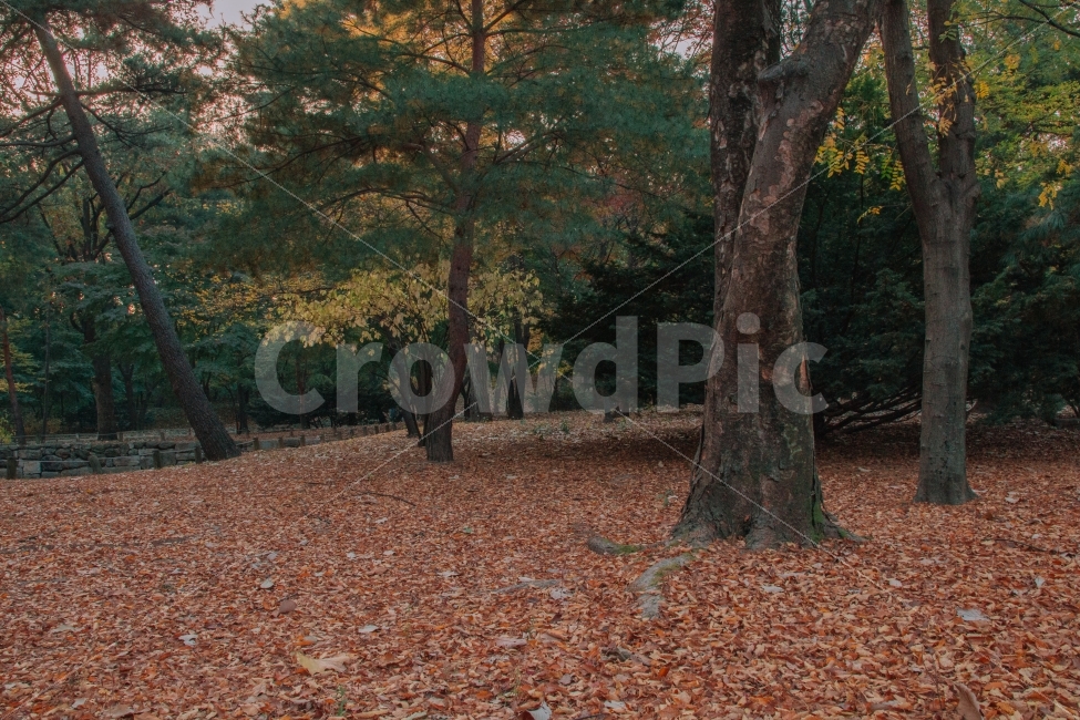 가을,종묘,단풍,은행,나무,자연,감성,길,korea,seoul,koreatraditional,autumn,fall,낙엽,겨울,가을,계절,fall,autumn,season,자연,풍경,nature,landscape,식물,plants,나무,trees,wood,plant,tree,tree trunk,나무 줄기