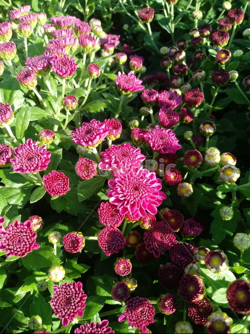 국화,菊花,식물,다년생초본식물,소국,plant,flower,blossom,가을꽃,식물,자연,plants,nature,꽃,flower