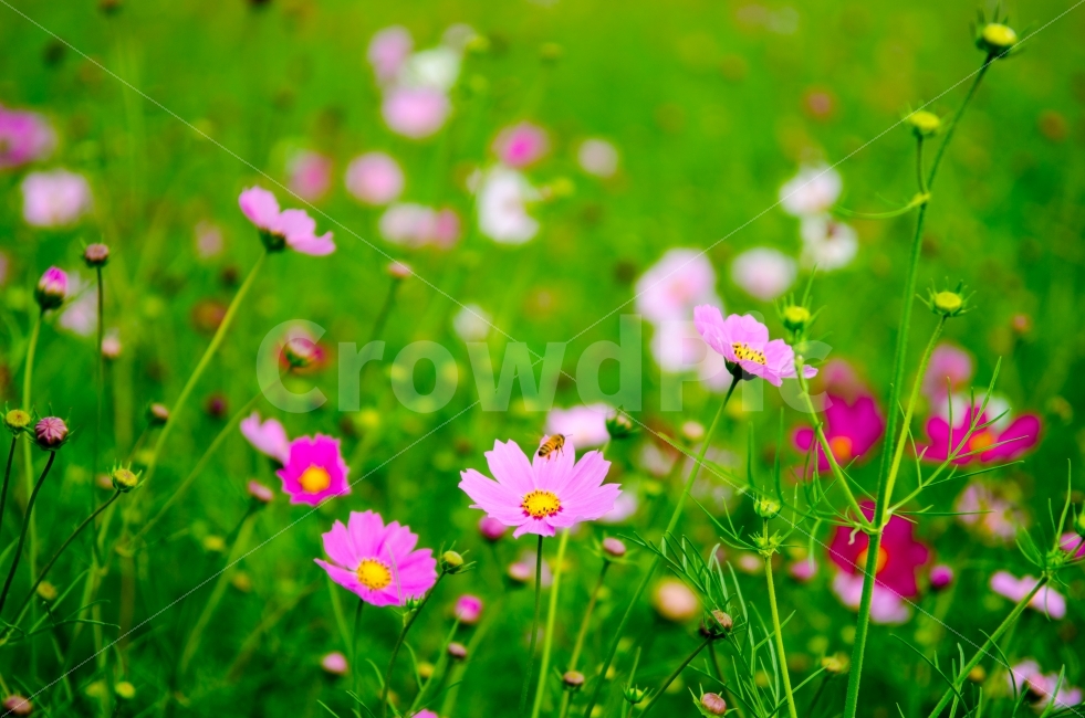 코스모스,벌,식물,곤충,꽃,푸름,녹색,분홍,가을,화사함,식물,자연,plants,nature,동물,animal,가을,계절,fall,autumn,season,곤충,벌레,insect,bug,꽃,flower,plant,geranium,제라늄,blossom,spring,봄,petal,꽃잎