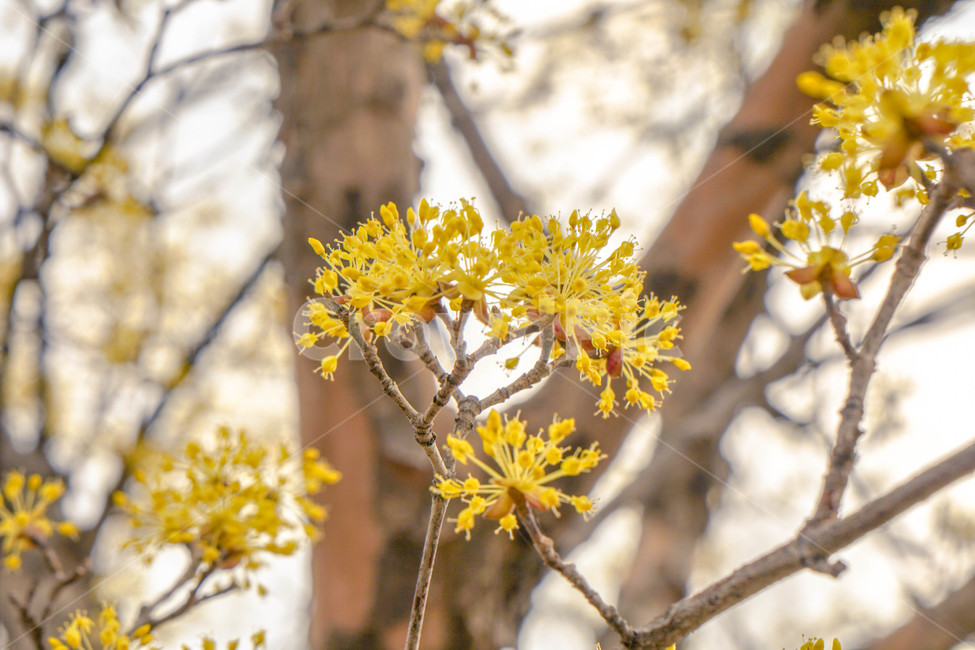 봄,산수유,노란꽃,꽃,하늘,나무,노란빛,노란색,봄꽃,봄,계절,spring,season,식물,자연,plants,nature,꽃,flower,plant