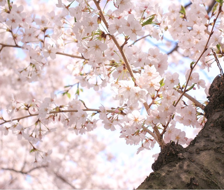 봄,벚꽃,벚꽃나무,blossom,flower,봄,계절,spring,season,식물,자연,plants,nature,꽃,flower,plant