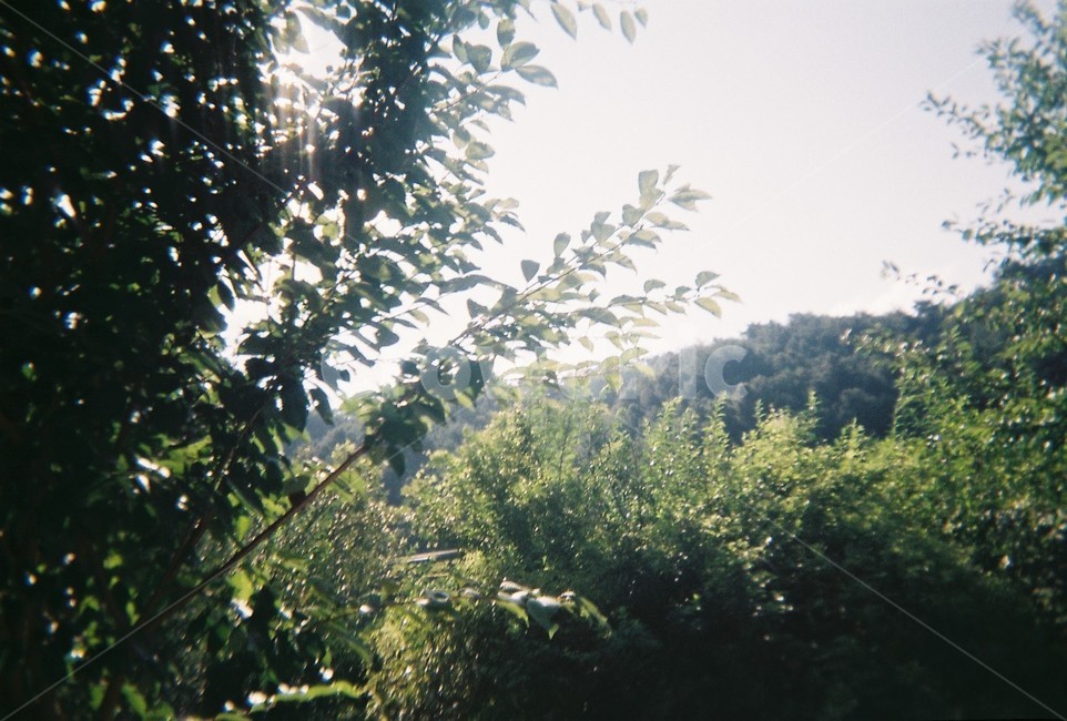 나무,숲,햇빛,산,필름,필름사진,tree,자연,풍경,nature,landscape,outdoors,옥외