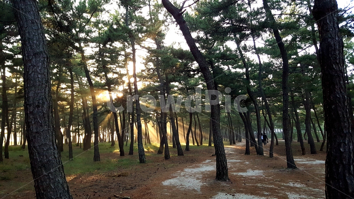강릉,송정해수욕장,plant,식물,tree,나무
