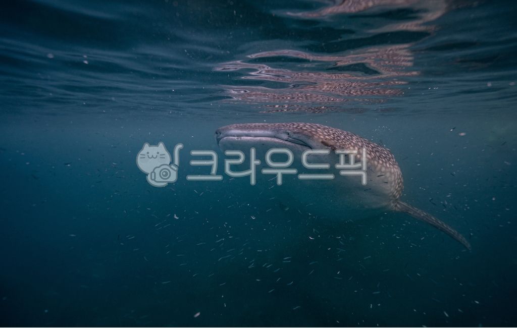 underwater animals,whale,animal,whale shark