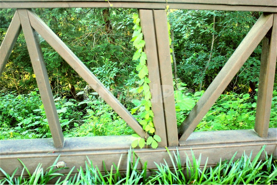 풀,산책로,산책,아웃도어,pool,trail,walk,outdoor,식물,자연,plants,nature